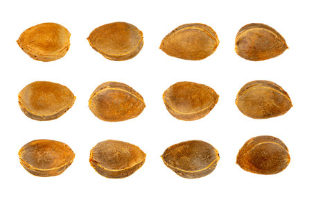 Apricot kernels isolated. Apricot pits set, fruit seeds collection, apricot kernels, bones on white background top viewの写真素材
