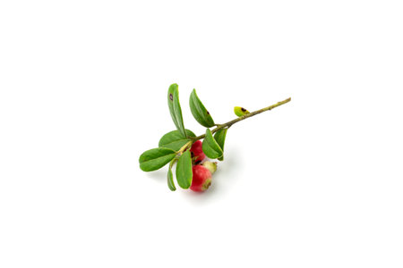Fresh cowberry isolated. Lingonberry berries with green leaves, whortleberry twig, mountain cranberry sprig, partridgeberry, wild organic bearberries on white backgroundの写真素材