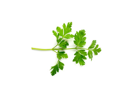Fresh parsley leaf isolated. Cilantro leaves, raw garden parsley twig, chervil sprig, corriender...
