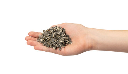 Sunflower seeds in hand isolated with clipping path. Raw sunflower seed handful, sun flower grains with shell, fresh edible striped oil seeds heap on white background side viewの写真素材