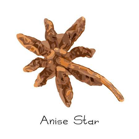 Star anise, badiane watercolor stylization, illicium isolated on white background. star anise vector illustrationのイラスト素材