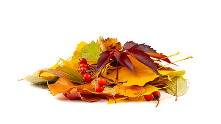 Autumn Leaf Pile Isolated, Colored Autumn Tree Leaves Set, Yellow Orange Green Foliage, Fall Leaf Collection on White Background Side Viewの写真素材