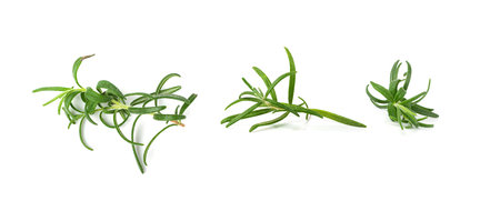 Fresh Rosemary Twigs Isolated, Green Rosemary Sprig, Raw Seasoning Twig Set, Romarin Herbs, Spice Grass on White Backgroundの写真素材