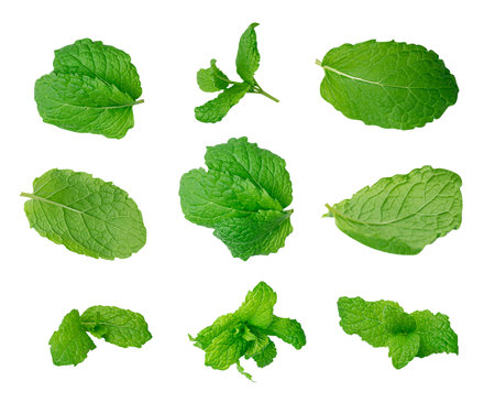 Mint Leaf Set Isolated, Fresh Menthol Leaves, Green Spearmint, Menthol Herb, Mojito Lemonade Ingredient, Mint Leaf on White Background, Clipping Pathの写真素材
