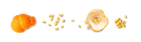 Mandarin Seeds Isolated, Tangerine Seed Pile, Fresh Citrus Grains, Lemon Seeds Isolated on White Background Top Viewの写真素材