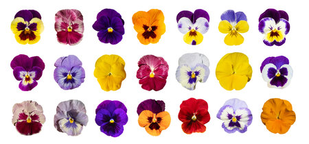 Purple Violet Pansies Isolated, Tricolor Viola Close up, Viola Flowers Set, Heartsease Collection, Johnny Jump up or Three Faces in a Hood Flower on White Backgroundの写真素材