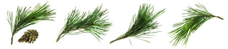 Spruce Twigs Isolated, Natural Pine Twig Set, Pine Branches, Pine Twigs on White Background