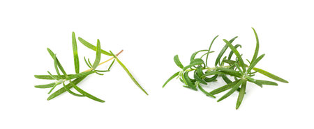 Fresh Rosemary Twig Isolated, Green Rosemary Sprig, Seasoning Twigs, Romarin Herbs, Spice Grass on White Backgroundの写真素材