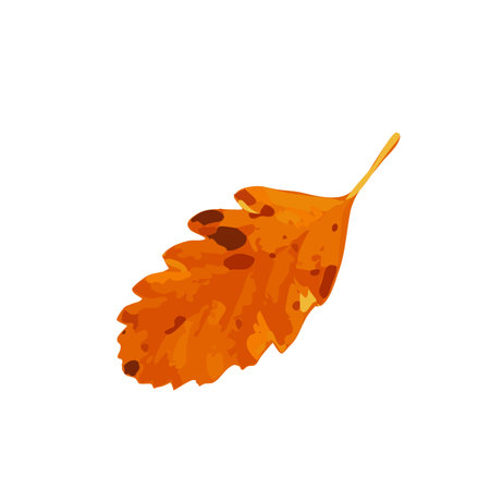 Autumn Leaf Icon Isolated, Colored Autumn Tree Leaves Symbol, Red Orange Foliage Silhouette, Fall Leaf Contour on White Background, Vector Illustrationのイラスト素材