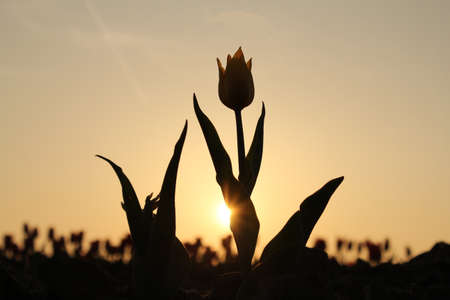 a tulip in the fields in holland during sunsetの写真素材