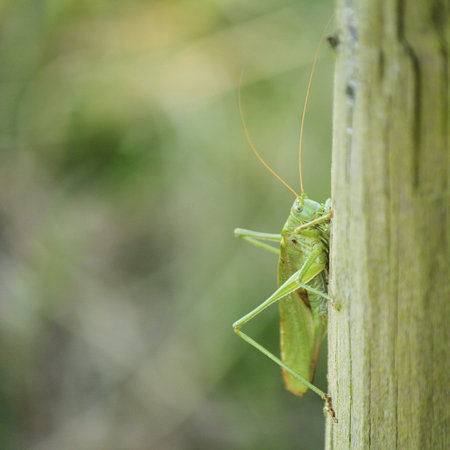 a green long horned grasshopper closeup in the garden in summer