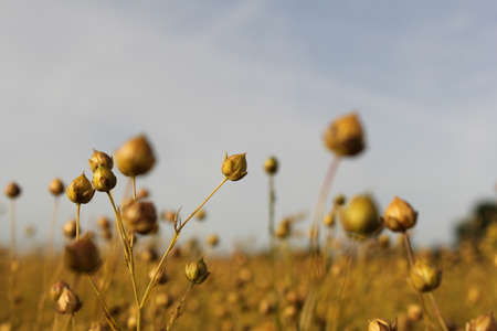 seed pods or flax plants closeup in a large flax field in Zeeland, Holland in summerの写真素材