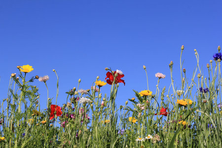 a row of beautiful wild flowers - poppy cornflower, malva - and a blue sky in the background