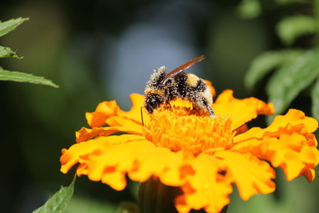 a bumblebee with pollen at an orange marigold flower closeup in the garden in summer