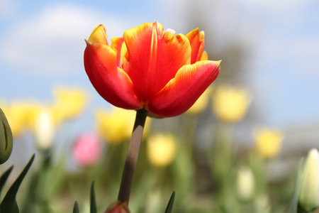 a beautiful red tulip with yellow edges closeup and a colorful background of different colored tulips in a flower garden in holland in springtimeの写真素材