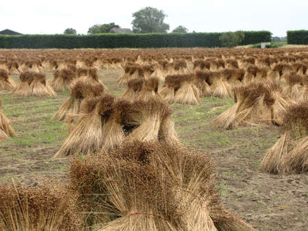 a field with bunches of flax plants that are drying in the air in zeeland, the netherlands in summerの写真素材