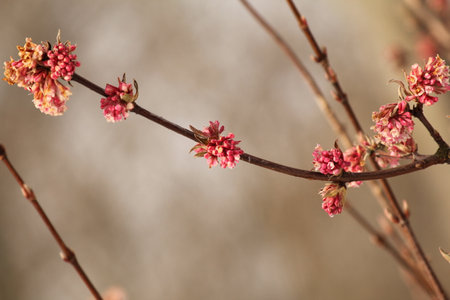 a branch with bunches of pink flowers of the viburnum closeup in the border in the garden in winter and a soft brown backgroundの写真素材