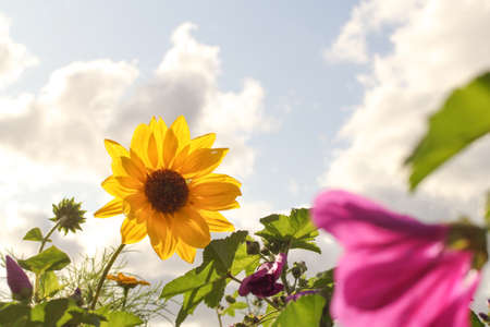 a beautiful sunflower is shining bright in a field margin with other wild flowers in the countryside in the netherlands in summerの写真素材