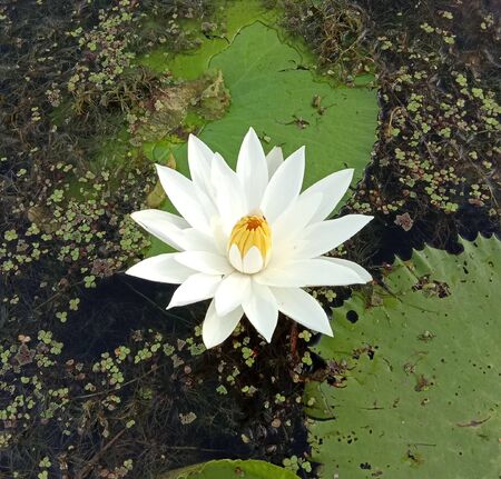 White lotus flower  blooming on green leaves and water surface closeup in the pond.の写真素材