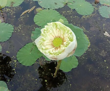 White lotus flower  blooming on green leaves and water surface closeup in the pond.の写真素材