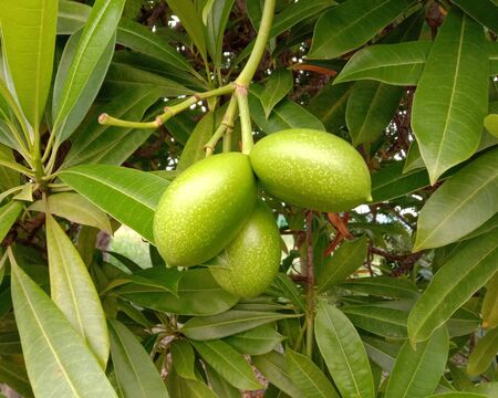 Alstonia scholaris fruits branch hanging on tree closeup in the garden.の写真素材