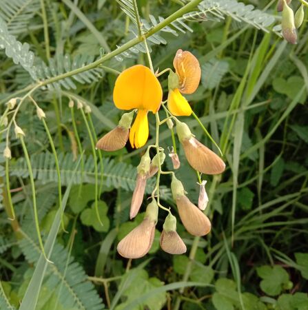 Sesbania javanica yellow flowers is a plant that grows naturally in wet areas especially along the canal and rice fields Benefits for eating to increase nutrition Antioxidant, nourishing eyesight.の写真素材