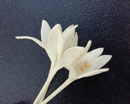Millingtonia hortensis flowers isolated on black background have a fragrant white trumpet shaped flower, popular as an ornamental plant.Flowering into a bouquet of clusters of branches The flowers are composed.の写真素材