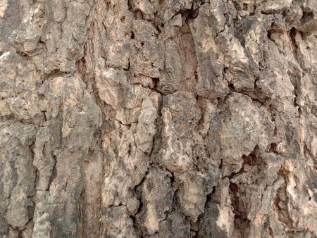 Bark tree backgrounds and textures closeup for design.の写真素材