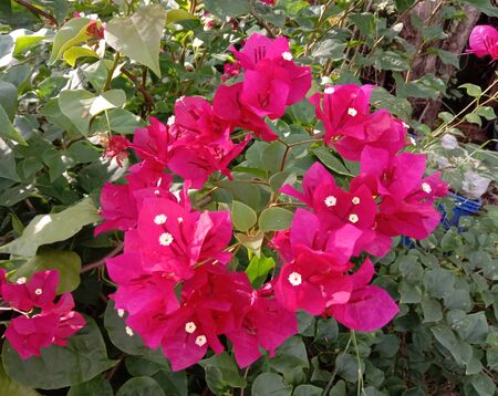 Pink bougainvillea flowers blooming with leaves background closeup is a perennial plant of the type of shrub Size from small bushes to large bushes With thorns growing along the trunk.の写真素材