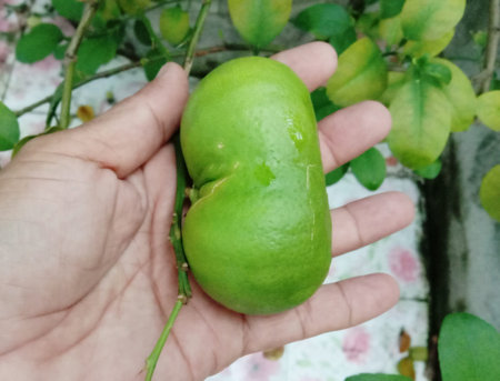 Twin Lime on hand is the strange thing but able to cook very tasty.