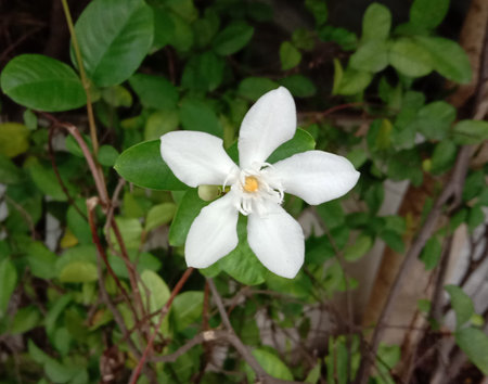 Wrightia religiosa white flower blooming on green leaves branch hanging on tree closeup in the...