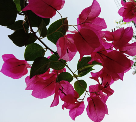 Pink bougainvillea flowers blooming with green leaves isolated on blue sky background closeup is a...