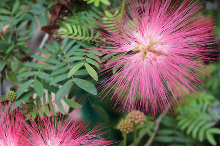 Samanea saman pink flower blooming branch hanging on tree closeup in the garden.