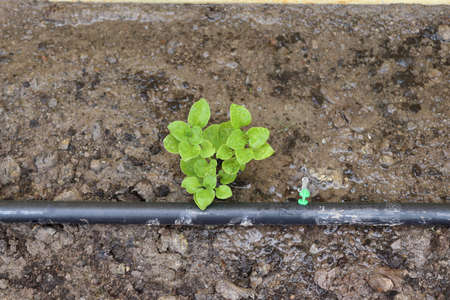 Drip irrigation system flowing water to small tree in the garden.の写真素材