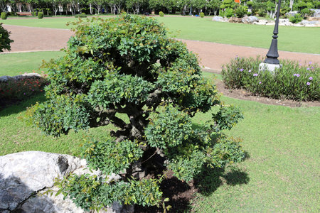 Bon sai, short tree and small plants growing on green grasses background closeup in the public park.