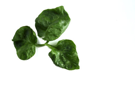 Green watercress with shadow and copy space isolated on white background closeup.