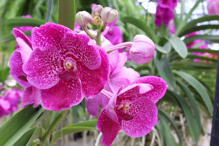 Orchid flowers purple blooming hanging in pots blurred background closeup with copy space at plant...