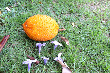 Baby jackfruit (Momordica cochinchinensis) orange on green grasses flooring with flowers and dried...