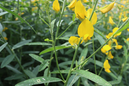 Crotalaria juncea yellow flowers blooming blurred background with copy space isolated on blue sky...