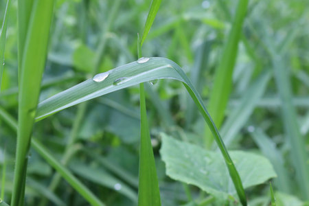 Green grasses with water droplets after the rain falling.