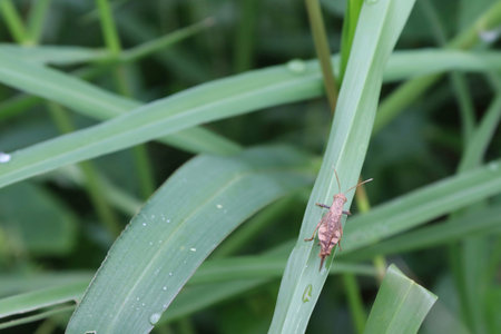 Grasshopper perching on green grasses closeup with water droplets after the rain falling.
