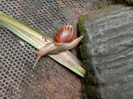 Snail walking slowly on ground flooring closeup in the garden.の写真素材
