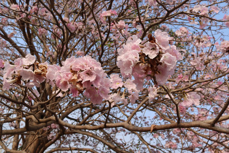 Sakura flowers pink (Prunus cerasoides) blooming branches hanging on trees isolated on blue sky...