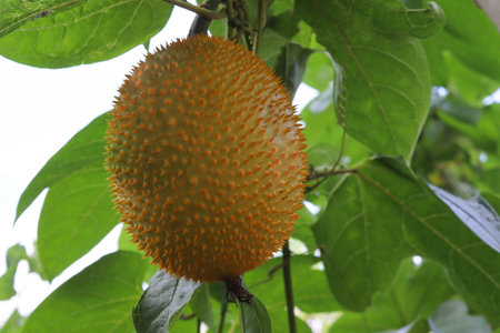 Momordica cochinchinensis fruits and vegetables with green leaves on tree in the garden closeup.