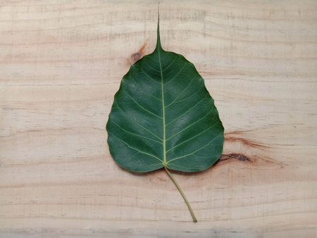 Green leaves (Drepane punctata) isolated on wooden background closeup.