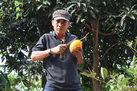 Asian man is cutting fresh gac fruit with a knife in hand closeup in the garden.のeditorial素材