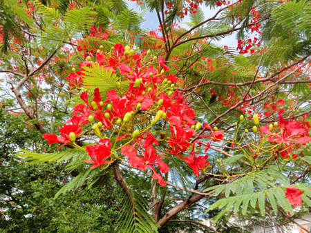 Red peacock flowers blooming branches hanging on trees in the garden isolated on blue sky background closeup.の写真素材