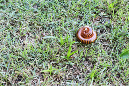 Millipede curled up on the green grasses field closeup.