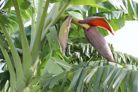 Musa acuminata flower (banana blossom) on tree closeup in the garden.の写真素材