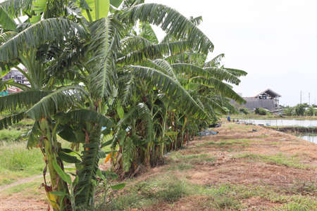Banana tree plantation growing on ground flooring closeup in the garden.の写真素材